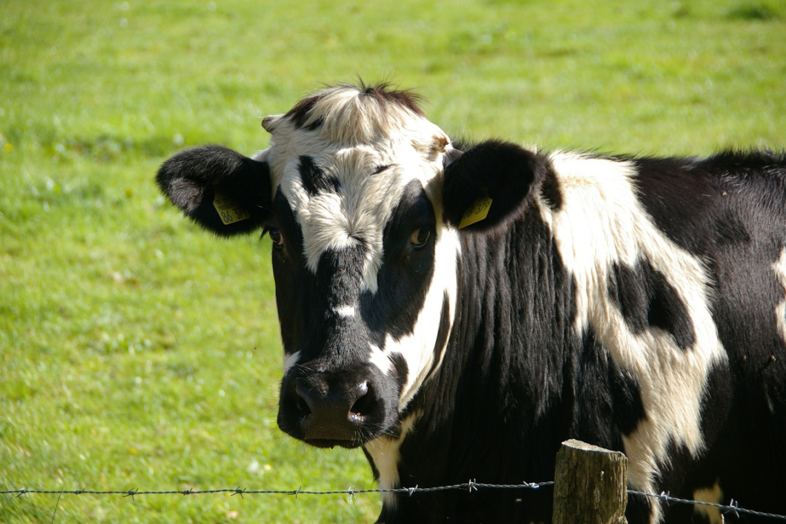 Choroby racic krów - przyczyny i zapobieganie 