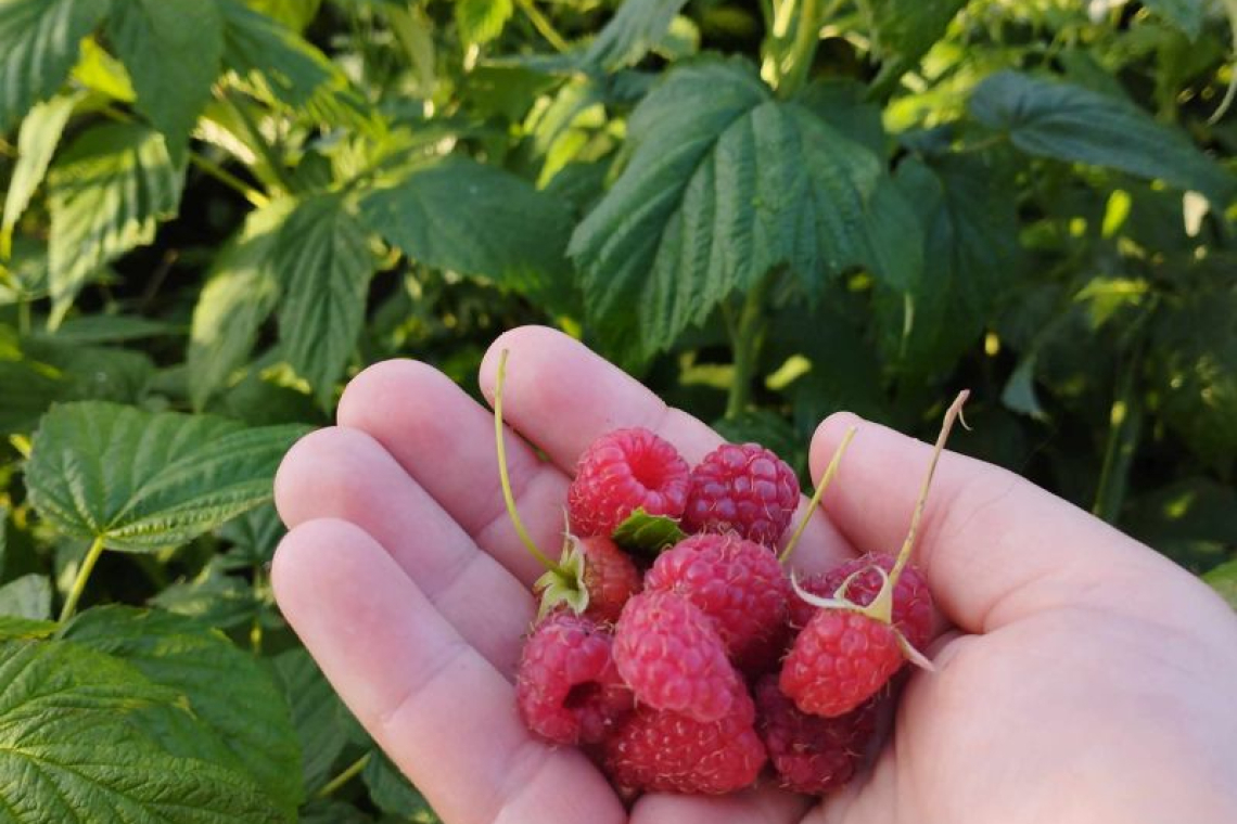 PROBLEMY PLANTATORÓW MALIN - NAJNOWSZE DZIAŁANIA UOKIK