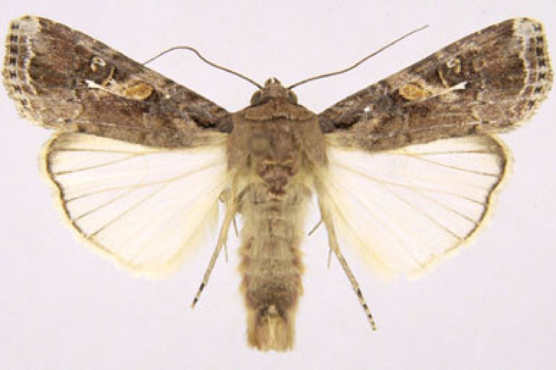 SPODOPTERA FRUGIPERDA - NIEZNANE ZAGROŻENIE DLA POLSKICH UPRAW