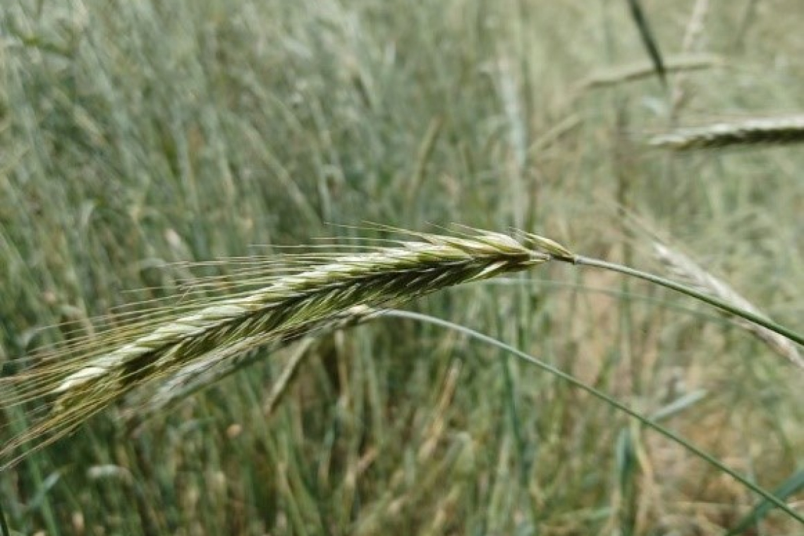 Krzyca – zapomniane zboże naszych przodków, odznacza się dużą wytrzymałością na złą glebę i trudne warunki uprawy