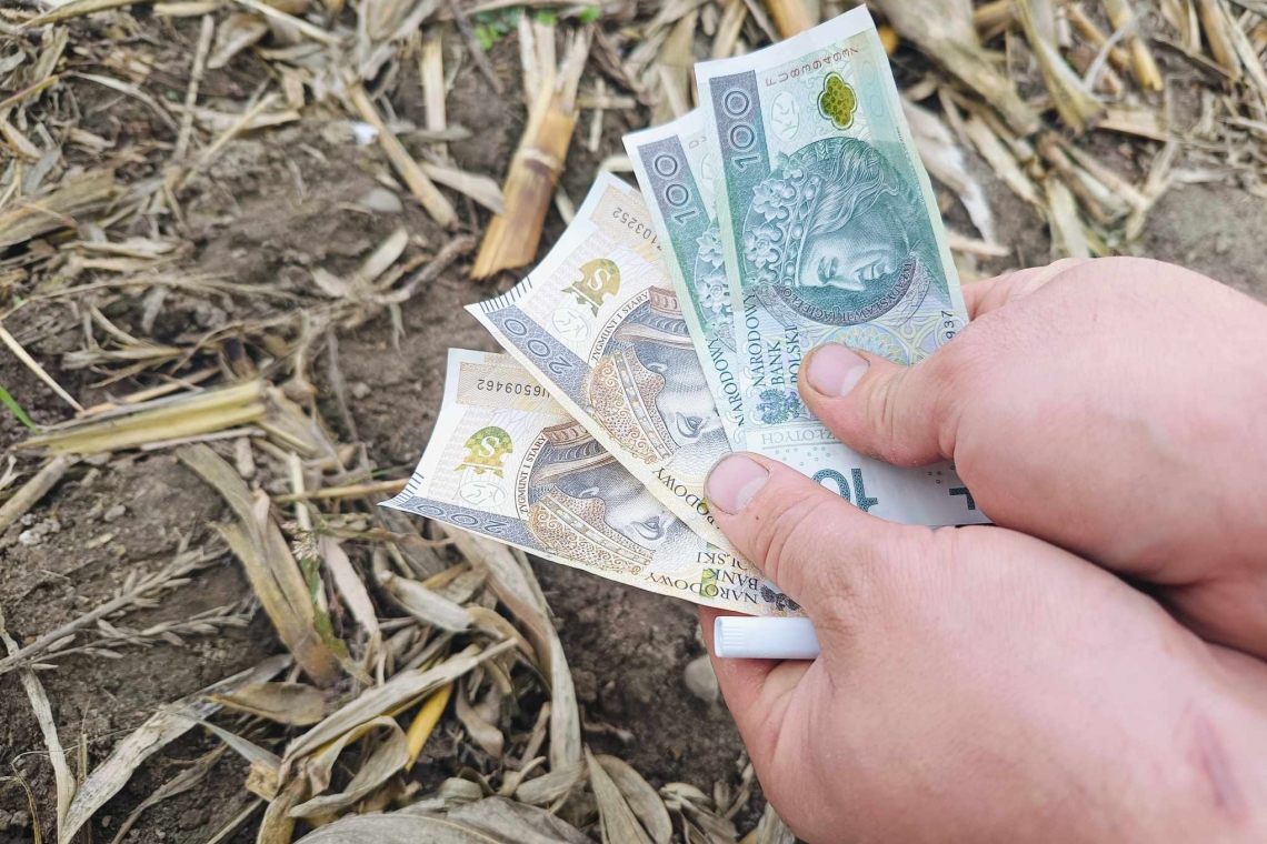 Stawki płatności bezpośrednich oraz przejściowego wsparcia krajowego za 2024 r.