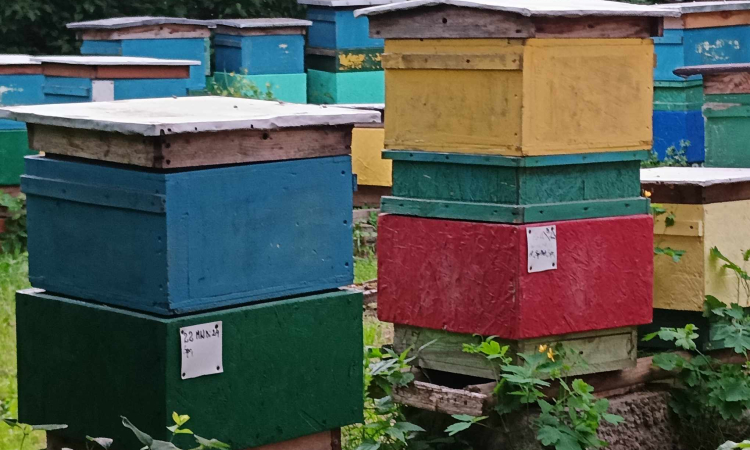 Ponad 41 tys. pszczelarzy ubiega się o wsparcie z budżetu państwa