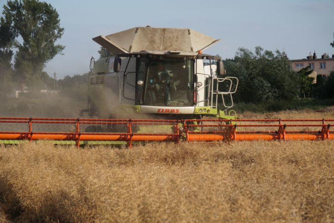 Aktualna sytuacja na wybranych rynkach rolnych – sierpień 2025