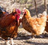 Będzie pomoc finansowa dla producentów drobiu z tytułu strat spowodowanych ptasią grypą
