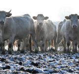 Dobrostan zwierząt gospodarskich pod kątem termicznym