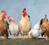 31 października kończy się czas na wnioski o rekompensaty z tytułu ptasiej grypy