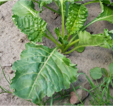 Odmiany warzyw polowych z tolerancją i odpornością na choroby