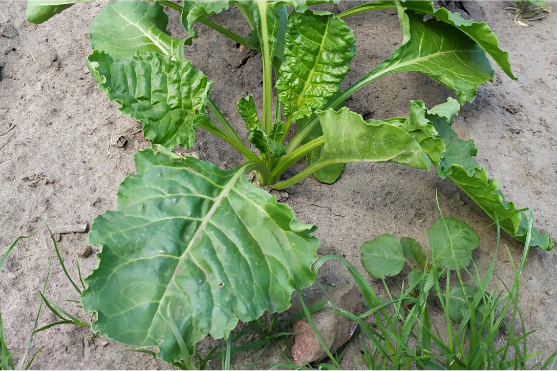 Odmiany warzyw polowych z tolerancją i odpornością na choroby