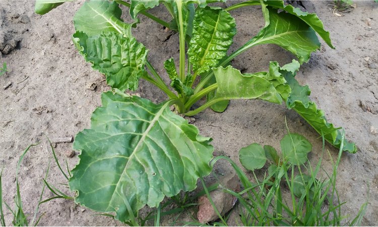 Odmiany warzyw polowych z tolerancją i odpornością na choroby