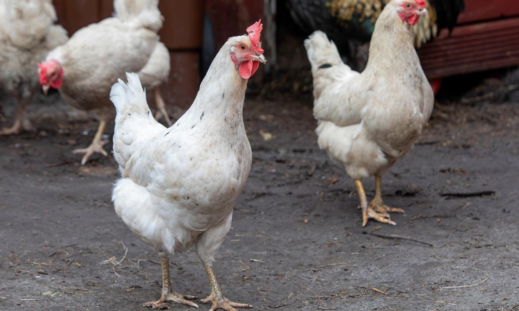 Nowe przepisy dla hodowców drobiu w Wielkopolsce – wojewoda wprowadza obszary wysokiego ryzyka