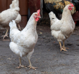 Nowe przepisy dla hodowców drobiu w Wielkopolsce – wojewoda wprowadza obszary wysokiego ryzyka