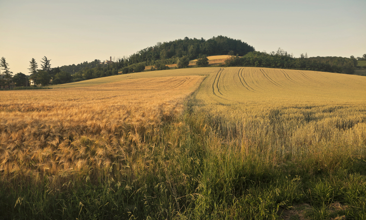 12 mld zł przekazane rolnikom w ramach kampanii 2025