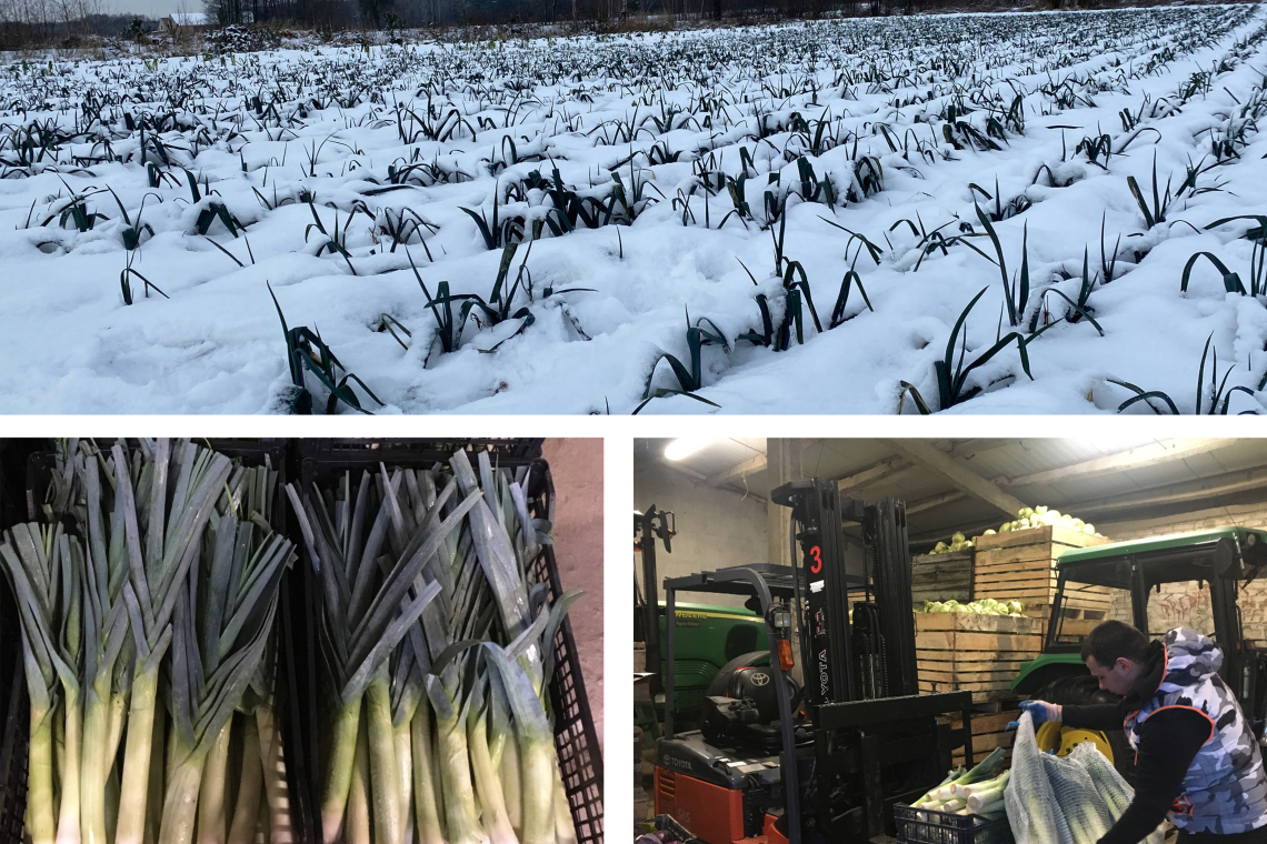 Uprawa pora zimującego w gruncie