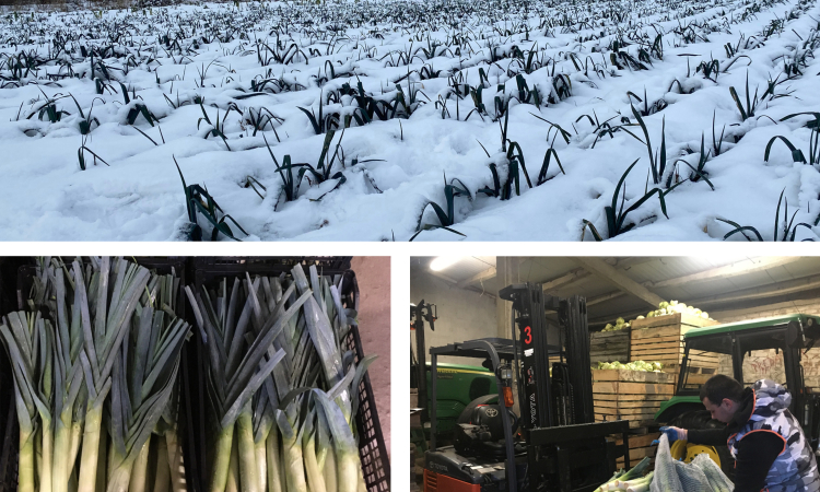 Uprawa pora zimującego w gruncie