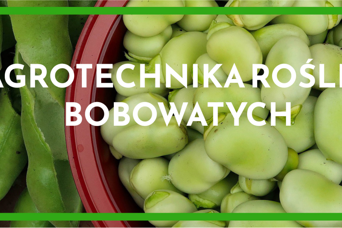 Agrotechnika roślin bobowatych