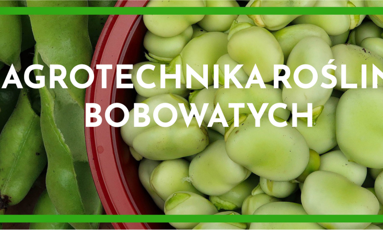Agrotechnika roślin bobowatych