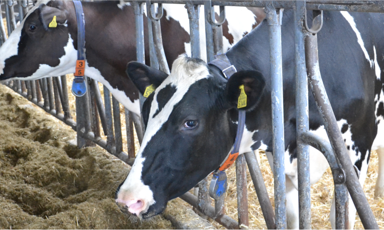 Nowe technologie w produkcji zwierzęcej