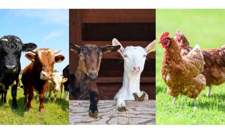 Dopłaty do składek ubezpieczenia zwierząt gospodarskich