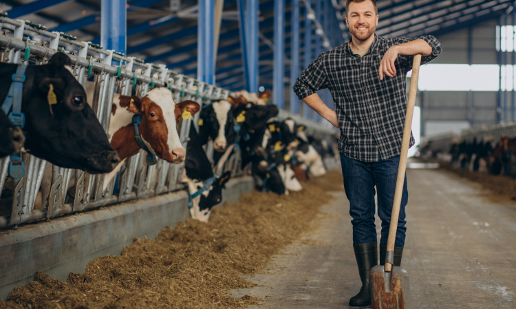 Wyższa premia na start dla młodych rolników prowadzący produkcję zwierzęcą lub zainteresowanych jej prowadzeniem - warto sprawdzić warunki