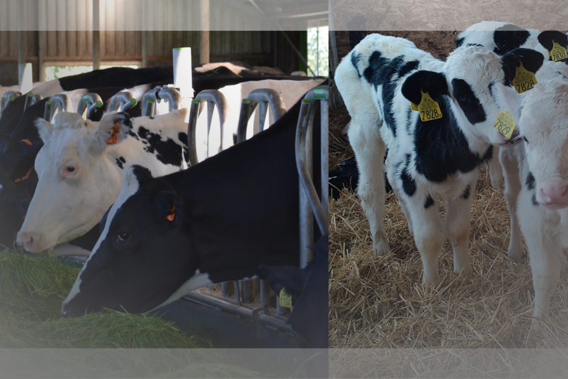 Wpływ żywienia paszami objętościowymi na wydajność krów mlecznych