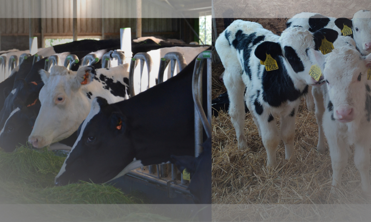 Wpływ żywienia paszami objętościowymi na wydajność krów mlecznych