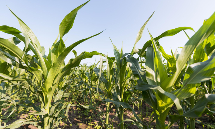 Odchwaszczanie kukurydzy – strategia uzależniona od wilgotności gleby
