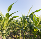 Odchwaszczanie kukurydzy – strategia uzależniona od wilgotności gleby
