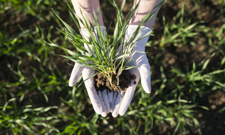 Rynek środków ochrony roślin pod presją regulacji. Potrzebne przepisy wspierające produkcję żywności