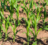 Czy rolnicy będą przyśpieszać siewy kukurydzy?